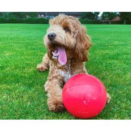 Company Of Animals Boomer Ball Pelota para Perros Resistente Polietileno 25cm. Juguete Duradero Ideal para Perros Destructores, Color Surtido