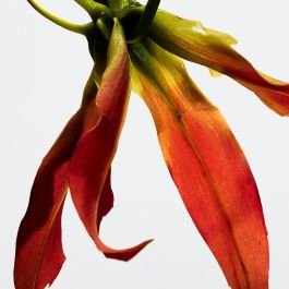 Loewe Paula's Ibiza Eclectic Eau de Toilette Vaporizador 100 ml