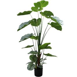 Planta Decorativa Alexandra House Living Plástico Calathea 150 cm Precio: 116.50000032. SKU: B13HAHKG3G