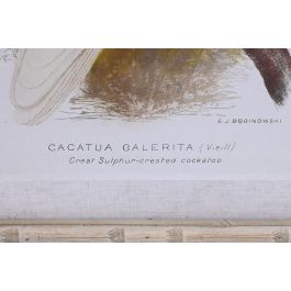 DKD Home Decor Cuadro Blanco Cristal Bambú Cacatua 2.8 x 65 x 50 cm (4 Unidades)