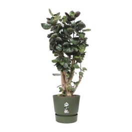 Elho Greenville 40 Macetero Redondo Exterior Ø 39 x H 36,8 cm Verde hoja, Plástico 100% Reciclado, Resistente a Heladas con Depósito de Agua Elho Greenville 40 Macetero Redondo Exterior Ø 39 x H 36,8 cm Verde hoja, Plástico 100% Reciclado, Resistente a Heladas con Depósito de Agua
