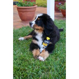 Yow Up! Perro Salmón 115 gr Caja 10 Unidades para Piel y Pelo 148 caracteres Precio: 16.8899995. SKU: B16ANEWKEX