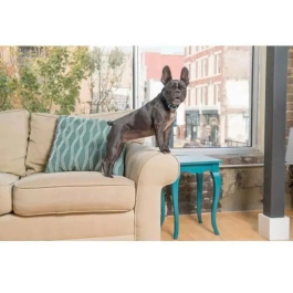 Petsafe PBC19-10765 Collar de Control de Corteza Estándar para Perros