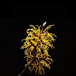 Sebastian Professionals TEXTURIZER Gel Líquido Texturizador para Cabello, 150 ml