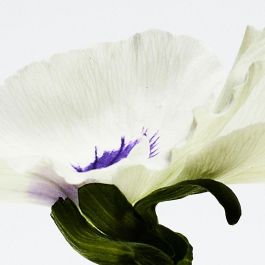 Loewe AGUA DROP EDP Vaporizador Mujer 50 ml Ámbar Frutal Amaderado