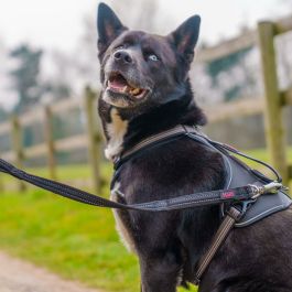 Correa de adiestramiento Company of Animals HALTI BRIG SAFETY Negro