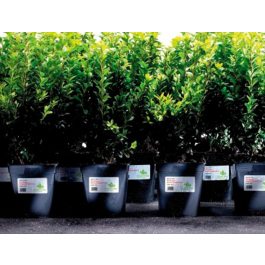 Avery Etiquetas Adhesivas Poliéster Blanco Extra Resistente Láser 45,7x21,2 mm Caja de 960 Unidades