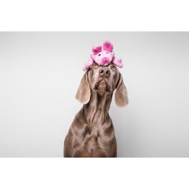 Gloria Juguete para Perro Dogmonsters Cerdito de Peluche con Cremallera, Recargable para Botella Plástica Sonido Crujiente, 100% Poliéster