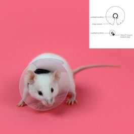 KVP Pro9.5 cm Collar Protector Saf T Shield Isabel Transparente Ultraligero para Roedores Polietileno 5.75-7.5 cm