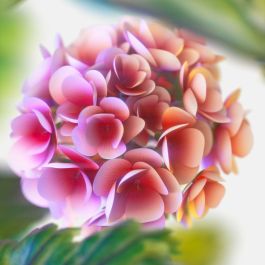 Tommy Hilfiger TOMMY NOW Eau de Toilette Vaporizador para Hombre 100 ml - Fragancia Vibrante y Juvenil para el Día a Día