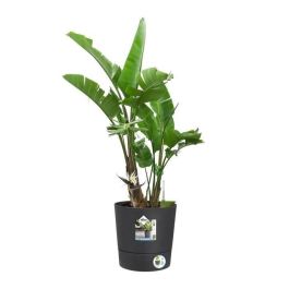 ELHO Greensense Aqua Care Round 30 Maceta Redonda Gris Carbón para Interior y Exterior, Ø 29,5 x Alt. 29,1 cm ELHO Greensense Aqua Care Round 30 Maceta Redonda Gris Carbón para Interior y Exterior, Ø 29,5 x Alt. 29,1 cm