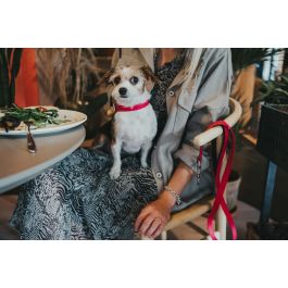 Hunter Collar Convenience Cuello 47-55 cm L Fucsia Material Resistente Fácil de Limpiar Precio: 11.49999972. SKU: B14HJXWKMZ