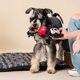 Cerdá Cuerda Dental Mickey para Perro | Juguete de Higiene Bucal para Masticar y Limpiar Dientes | Color Negro | Dimensiones 15x6x28 cm Cerdá Cuerda Dental Mickey para Perro | Juguete de Higiene Bucal para Masticar y Limpiar Dientes | Color Negro | Dimensiones 15x6x28 cm