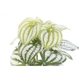 Planta DKD Home Decor Verde Negro 13 x 27 x 13 cm (4 Unidades) Planta DKD Home Decor Verde Negro 13 x 27 x 13 cm (4 Unidades)