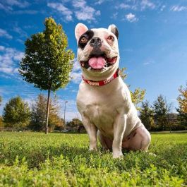 Cerdá t2XS:XS/s Collar Premium para Perros Marvel Talla XS-S Rojo