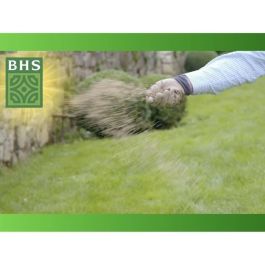 Césped - BHS - Regenerador de césped 5 kg Césped - BHS - Regenerador de césped 5 kg