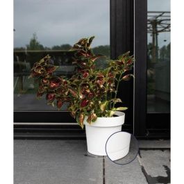 Garden Id 08311801 Maceta Glamour con Reserva de Agua Blanco 40 cm Superficie Granulada Interior/Exterior Diseño Elegante Garden Id 08311801 Maceta Glamour con Reserva de Agua Blanco 40 cm Superficie Granulada Interior/Exterior Diseño Elegante