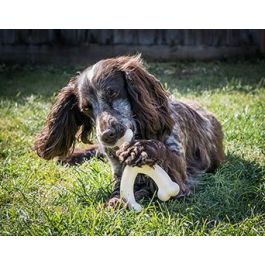 Nylabone Juguete Masticable Extremo para Perros Hueso Wishbone Talla M Nylon Sabor Pollo Duradero Limpia Dientes y Refresca Aliento