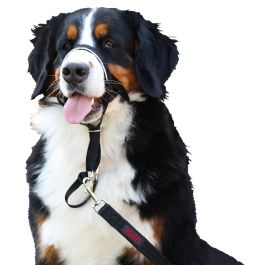 Company Of Animals Bozal Halti Headcollar Negro Talla 2 para Perros Grandes con Cuello 35-48cm y Hocico 21-28cm