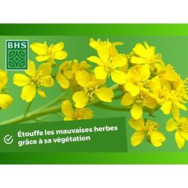 Fertilizantes Verdes - BHS - Mostaza Blanca 500g | 100 m² | Mejora y desinfecta los suelos para una mejor fertilidad. Fertilizantes Verdes - BHS - Mostaza Blanca 500g | 100 m² | Mejora y desinfecta los suelos para una mejor fertilidad.