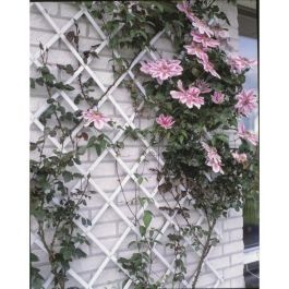 Nature Malla Enrejado Elástica Plástico Extensible Verde 100x200cm para Plantas Trepadoras y Decoración con Fijación