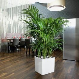 Lechuza LEC4008789163608 Maceta Cube Premium 40 - juego completo, blanco brillante