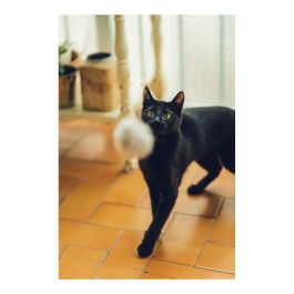Gloria Juguete para Gato: Palo con Pompón de Piel de Conejo Real, 6 cm, Madera Natural, 100% Natural, Plastic Free Gloria Juguete para Gato: Palo con Pompón de Piel de Conejo Real, 6 cm, Madera Natural, 100% Natural, Plastic Free