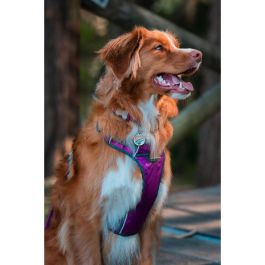 Red Dingo Arnés Acolchado para Perro XL Morado, Ajustable, Reflectante, con Anillas D y Hebillas Gemelas para Fácil Puesta, Nylon