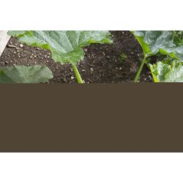 Gardena Combisystem 90-145 Mango Telescópico ajustable de 90 a 145 cm, ergonómico de aluminio, para herramientas Combisystem Gardena Combisystem 90-145 Mango Telescópico ajustable de 90 a 145 cm, ergonómico de aluminio, para herramientas Combisystem