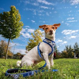 Cerdá Arnés para Perros Talla XS-S Diseño Stitch de Disney Azul Oscuro Cerdá Arnés para Perros Talla XS-S Diseño Stitch de Disney Azul Oscuro