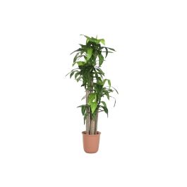 DKD Home Decor Planta Tropical Dracaena Artificial de Polietileno Verde y Marrón, 80 cm Ancho x 180 cm Alto x 80 cm Profundidad (Pack de 2 Unidades) Precio: 210.88999976. SKU: B1A68YXB5A