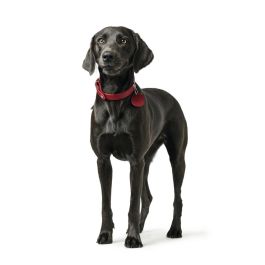 Hunter Collar Aalborg L para Perro de Cuero de Vaca Robusto Cuello 45-55 cm Rojo con Colgante y Agarre Cómodo Hunter Collar Aalborg L para Perro de Cuero de Vaca Robusto Cuello 45-55 cm Rojo con Colgante y Agarre Cómodo