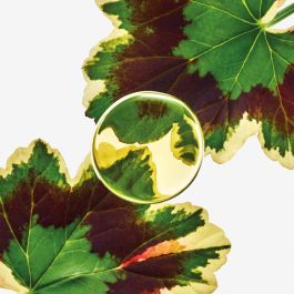 Loewe Esencia Elixir EDP Vapo 50 ml Perfume Hombre Amaderado