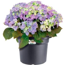 Basos verdes Red Round Flower Pot - Plastic - Ø45 - Terracota suave Basos verdes Red Round Flower Pot - Plastic - Ø45 - Terracota suave
