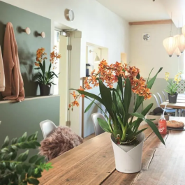 Lechuza Maceta Orchidea All-in-One LEC4008789139603 Blanco mate