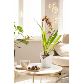 Lechuza Maceta Orchidea All-in-One LEC4008789139603 Blanco mate