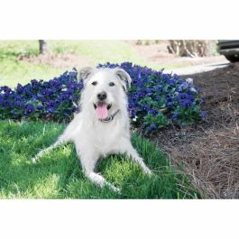 Petsafe LITE 600m - Sistema de Entrenamiento para Perros con Estimulación, Vibración, Sonido, Recargable e Impermeable