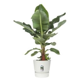 Maceta redonda ELHO Greenville 40 - Exterior - Ø 39 x H 36.8 cm - Blanco Maceta redonda ELHO Greenville 40 - Exterior - Ø 39 x H 36.8 cm - Blanco