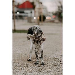 Hunter Juguete para Perro Wildlife Train Ardilla 30 cm, de Peluche con Chirriador, Aspecto Realista y Lavable Precio: 15.49999957. SKU: S6102736