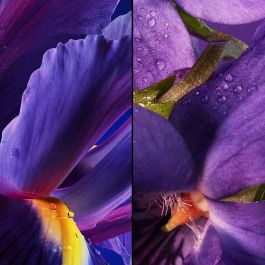 Guerlain L'heure Bleue ETV 75ml Eau de Toilette