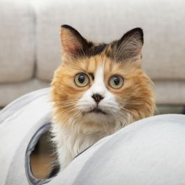 Túnel Plegable para Mascotas Funnyl InnovaGoods