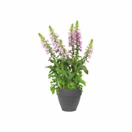 Elho 9220302142541 Set 2 Maceteros Redondos Vibia Campana + Loft con Plato - Ø29.8xH25.8cm - 22 L - Negro