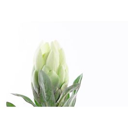DKD Home Decor Flor Artificial Alcachofa Amarilla Verde 65 cm Surtida Pack 24 Unidades