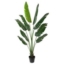 DKD Home Decor Árbol del viajero de PE Verde 60 x 180 x 60 cm (2 Unidades) Precio: 202.58999992. SKU: S3030596