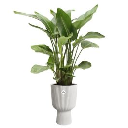 Elho ELH2904503045100 Maceta Vibes Fold Coupe, Blanco, L 30xAn 29.5xAl 45 cm, Interior, 100% Reciclado