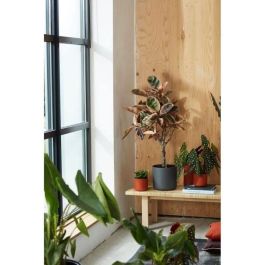 Elho ELH8711904249441 Loft Urban Tank de Plástico Ø30 Polvo de Rosa