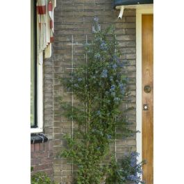Nature Malla de Alambre Rectangular de Acero Galvanizado para Pérgola 42,5xH145cm Gris