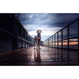 Hunter Collar Hilo Vario Plus XL para Perro Cuello 45-70 cm Turquesa, Malla 3D Transpirable, Ligero y Refrescante