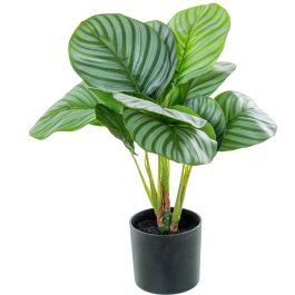 Planta Decorativa Alexandra House Living Plástico Calathea 50 cm Precio: 33.68999975. SKU: B12XLNQT48