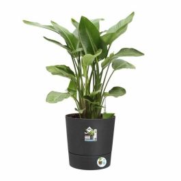 Elho ELH8711904497378 Maceta de Autorriego Greensense Aqua Care Redonda Gris Ø 43x43cm Interior/Exterior 100% Reciclado Elho ELH8711904497378 Maceta de Autorriego Greensense Aqua Care Redonda Gris Ø 43x43cm Interior/Exterior 100% Reciclado